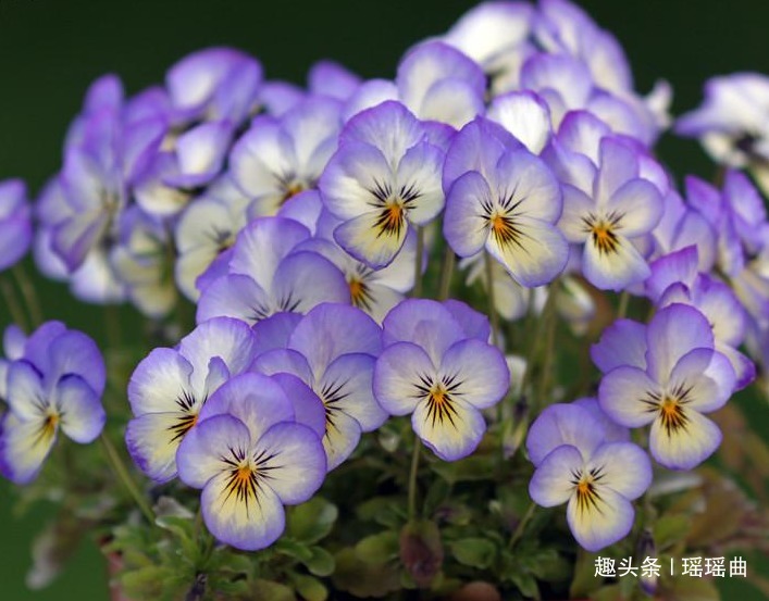 此花象征着永恒的美与爱，花香浓郁花色艳丽，神秘而优雅