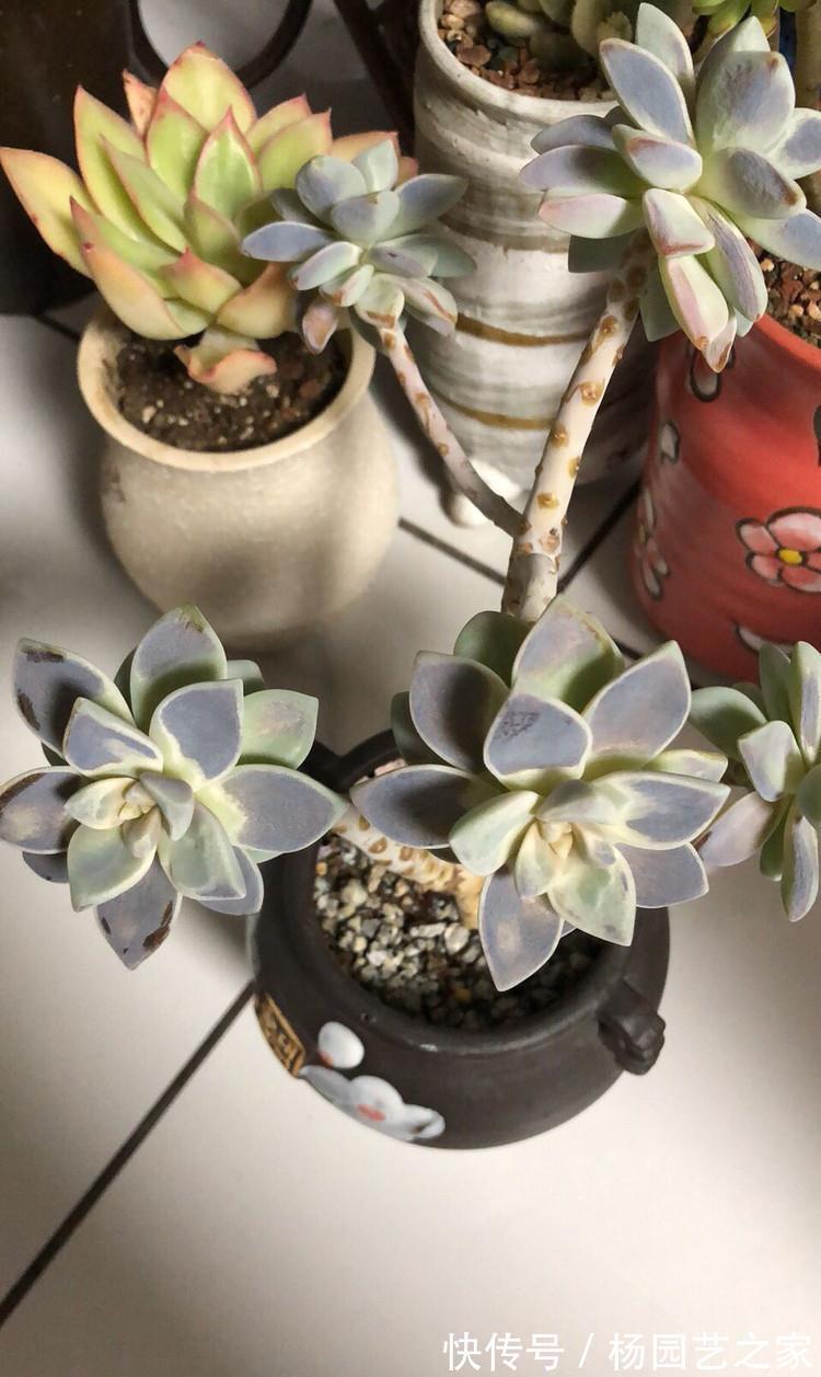 多肉晒太阳不是你想晒就晒的,你看看这些多肉就知道了