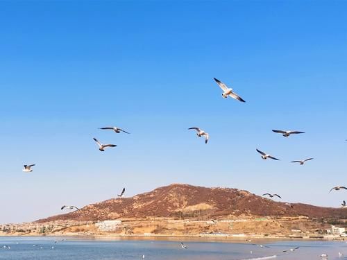 生命|想去海边看海鸥？冬天来威海金海滩，一群一群海鸥好玩又好看