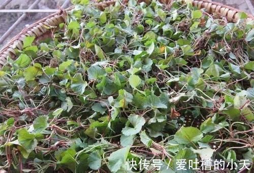 菜田里很常见,但请别当杂草除掉,价值十分的高,用来炖肉是一绝