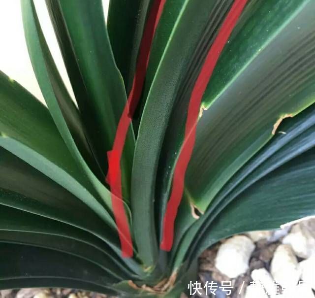 浇水|君子兰长出抽屉叶怎么办直接用刀割成开裆裤恢复吧