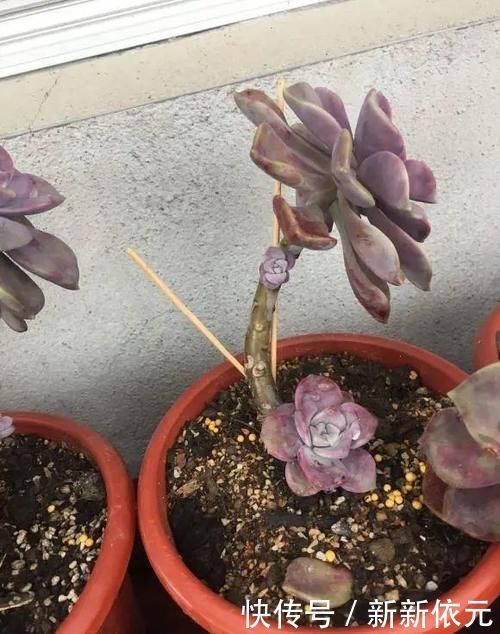 紫乐真好养,价格真便宜,零下5度冻不死,1年长成悬崖桩