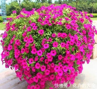 懂花的人,喜欢这5种盆栽,“花比叶子多”,轻松养到爆盆