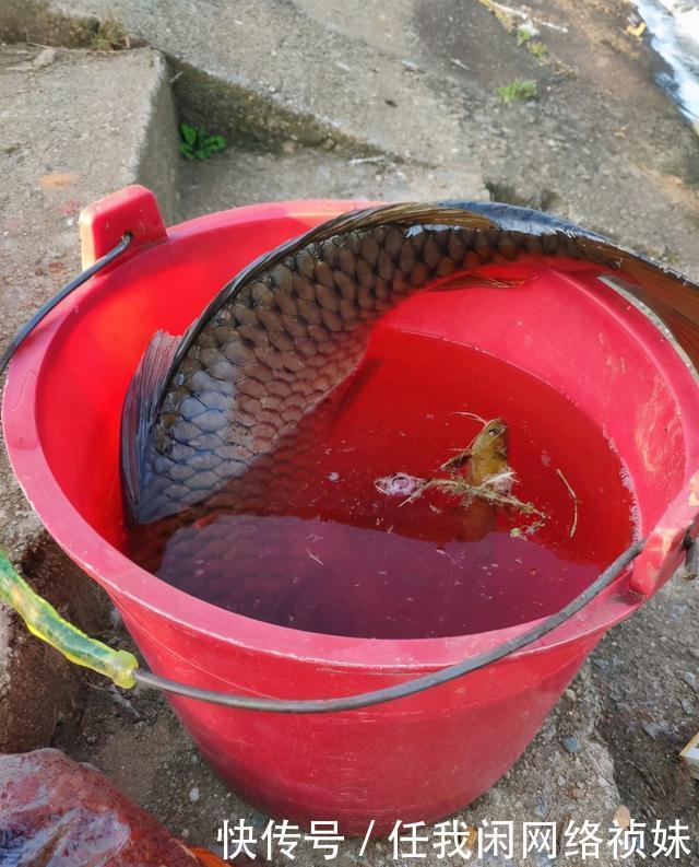 天津河道边,有人用“高科技”频频钓大鱼,当街售卖150一条