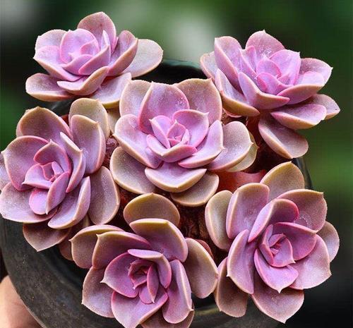 易度夏|夏天养一盆多肉紫珍珠,不褪色颜色美,皮实好养易度夏