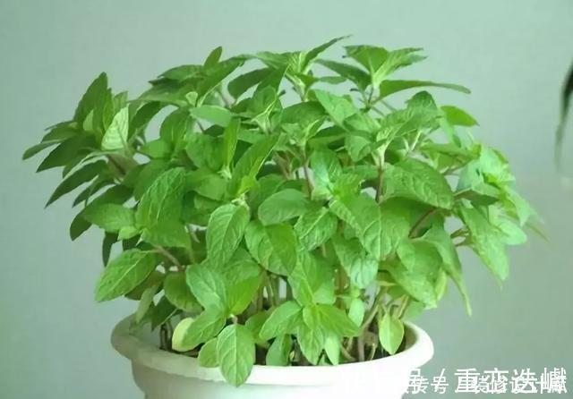 厕所|卫生间放一盆这个植物,异味全跑光,绿意盎然又芬芳