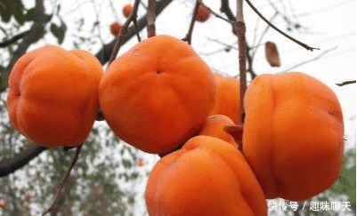 柿子|俗语“男怕柿子,女怕梨”,下一句才是精华,却很少有人知道!