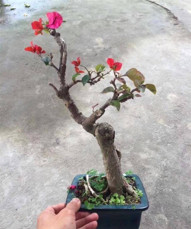 三角梅|拆迁工地捡的“灰木根”,泥盆里养30天,一冒绿芽,就知捡到宝了