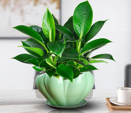 1种“耐阴”花卉，叶形别致、株形优美，四季可赏，好看又好养