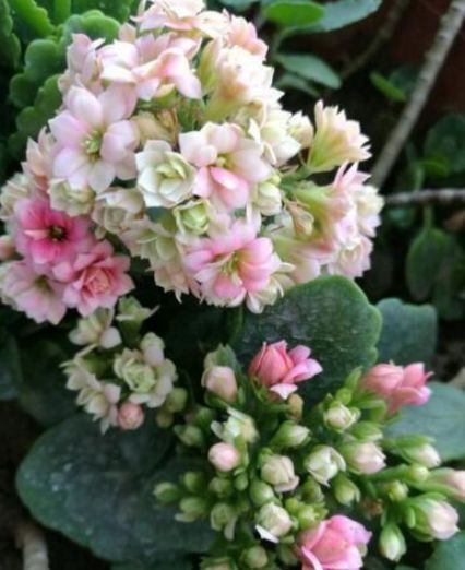 想要家里花不断，就养“2种花”，冷天也能开满头，漂亮又好养！