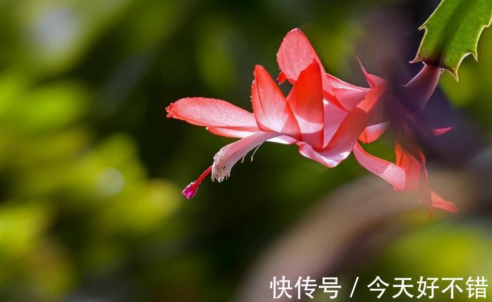 溶液|养花达人刘叔，只喂蟹爪兰1溶液，到了花期，长出的花卉直接爆盆