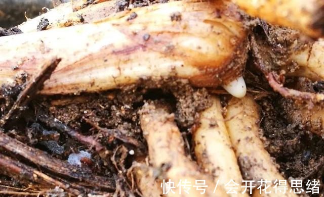 兰花快速生根的方法,不必高价买植料,15天就能出新根!