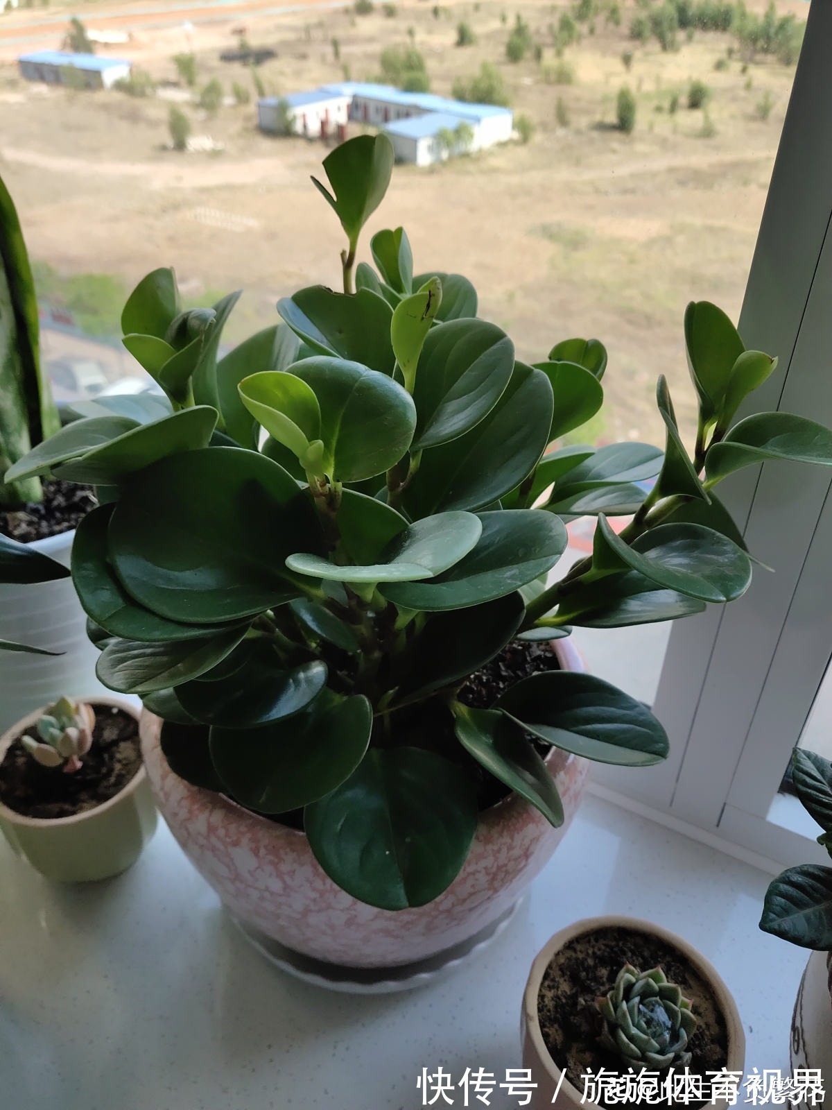 家里光不好,就养10种耐阴绿植,叶子比花还要美