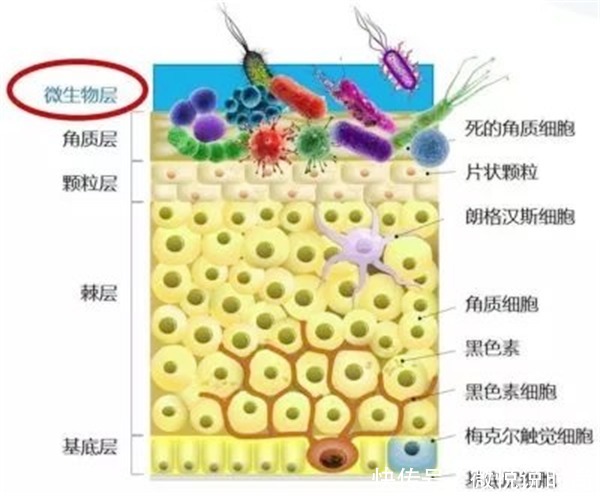 油性肌肤应该怎样护肤?油性肌肤护理的二三事