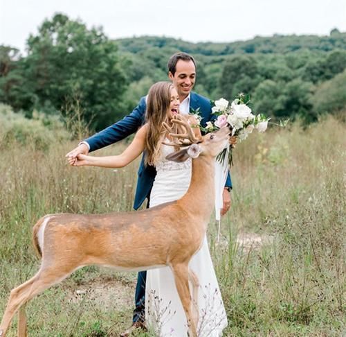 小鹿闯入婚纱照拍摄现场，抢夺新娘手中玫瑰，多么美妙的惊喜！