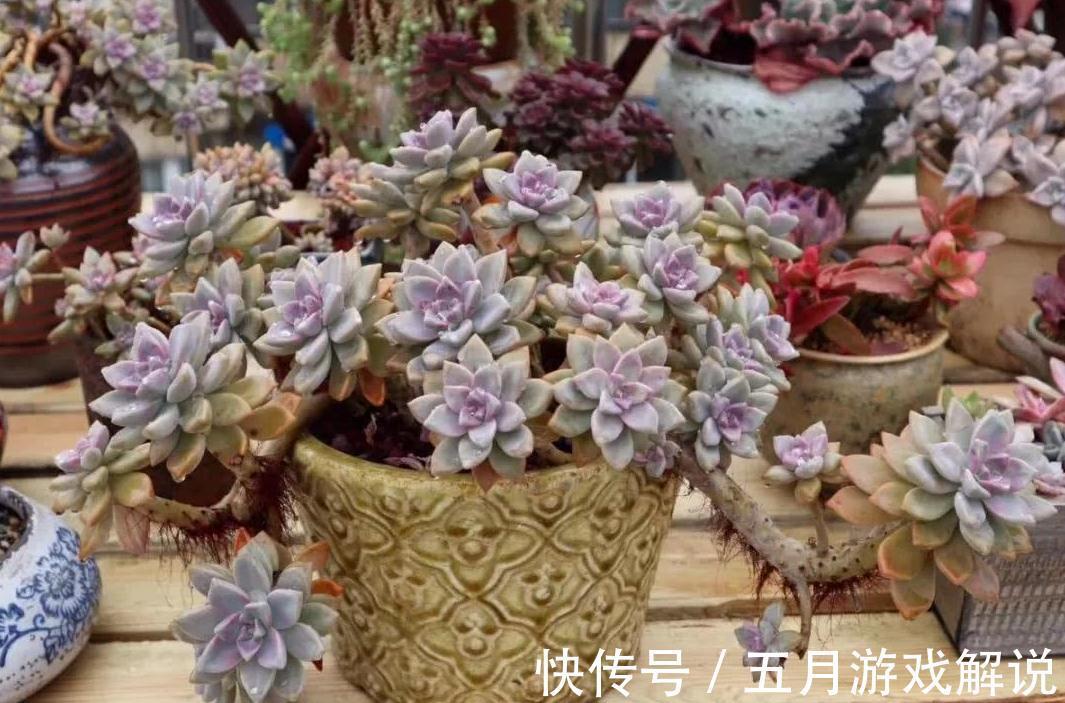 淡雪|推荐新手养的8种多肉,随便一扔都能活,真是新手的福音
