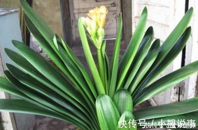 盆栽植物的最佳肥料,花盆里撒点它,植物根粗叶绿还不生病!