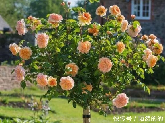 同样是“月季”，为啥他家的月季花美得格外“高级”原因在这里！