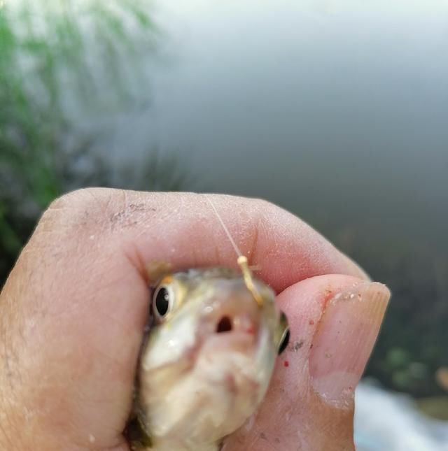 高温天,钓大鱼先克服这些“难题”,不是我吹,渔获瞬间猛增几倍