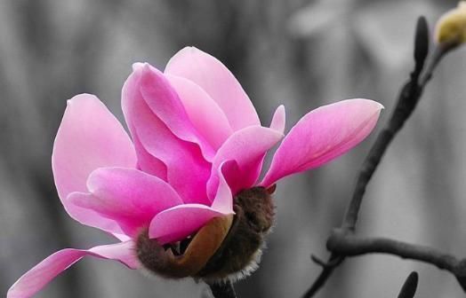 治疗|鼻炎患者眼中“最漂亮”的小花,和1种蛋同吃,只恨原来不知道!