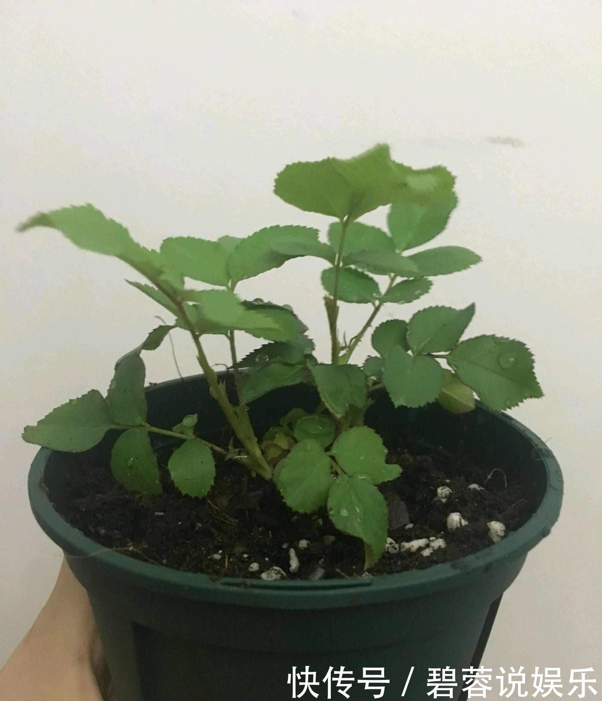 月季胭脂扣开花美似蔷薇，做到5点，开花爆盆成瀑布，眼馋得很