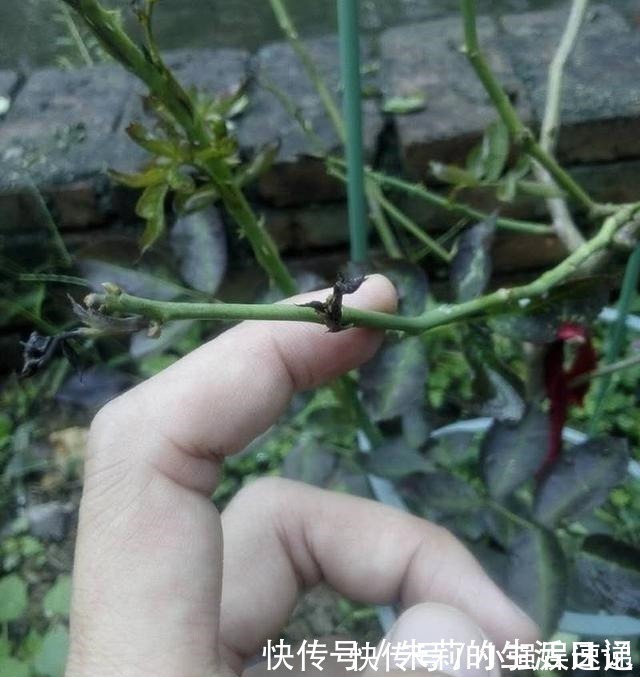 月季花|月季花迟迟不开花，看看枝条上有没有这种东西，发现一个剪一个！
