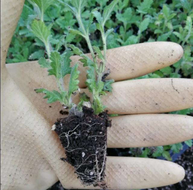 想在家里养养花,新手应该如何选购合适的花卉