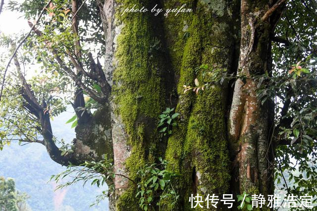 拉祜族|云南最有钱的村藏在大山深处，家家都是千万富翁，满山都是摇钱树