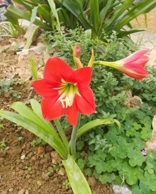 朱顶红养成古董,养了10多年,一盆50个球,水缸都长满了