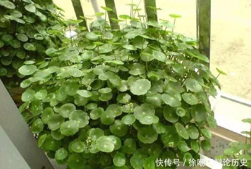 花都|养花浇水,这几个错误别犯,不然养啥花都黄叶烂根,学会一生受用