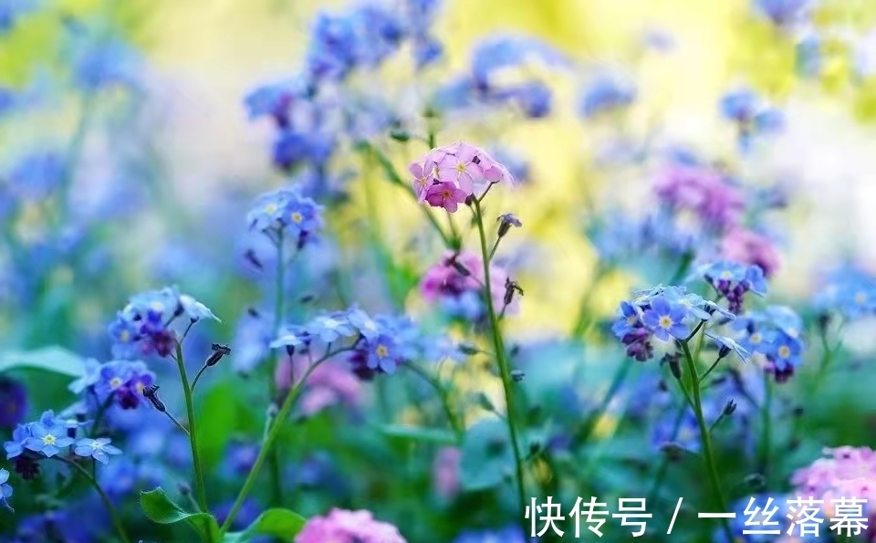 库拉索芦荟|7种“富贵花”,客厅养一盆很合适,越养越值钱,能活一百年