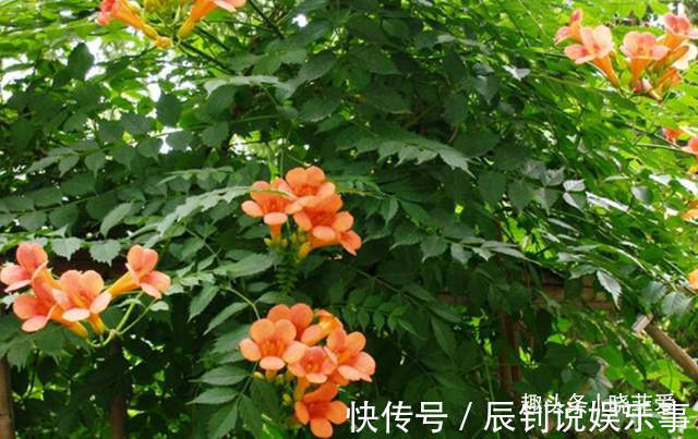 绿化|3种“爬墙”植物,种在院子里,就是天然“背景墙”,漂亮又好养