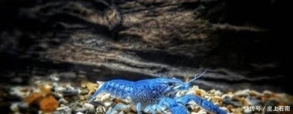 澳洲龙虾|盘点几种极品海鲜,第三种被称为虾界的阿凡达,全吃过的是土豪