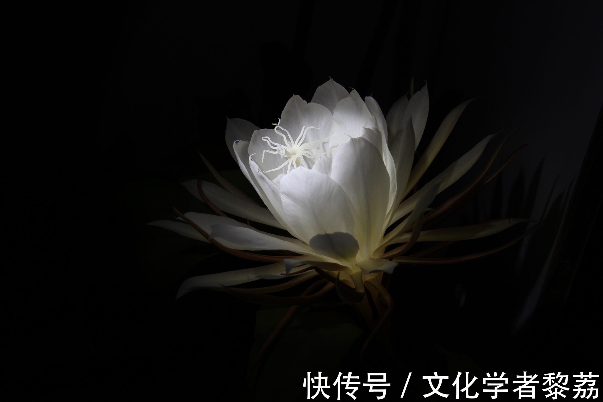 昙花!昙花的物语