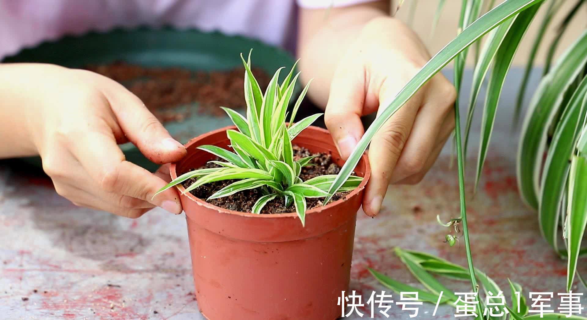 成活率|八九月份，适合扦插“7种花”，成活率高