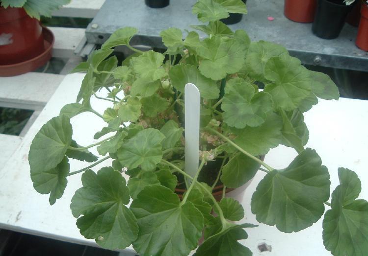 漂亮|3种漂亮花，开完花快剪，浇一次肥，营养足，花开一茬接一茬