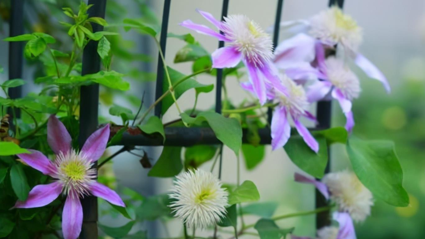 养花人必须记住的“施肥口诀”,只要合理掌握,养花变得轻轻松松