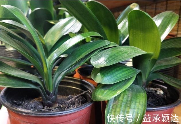 白绢病|君子兰叶片亮绿,怎么养护才能颜值高,多开花?