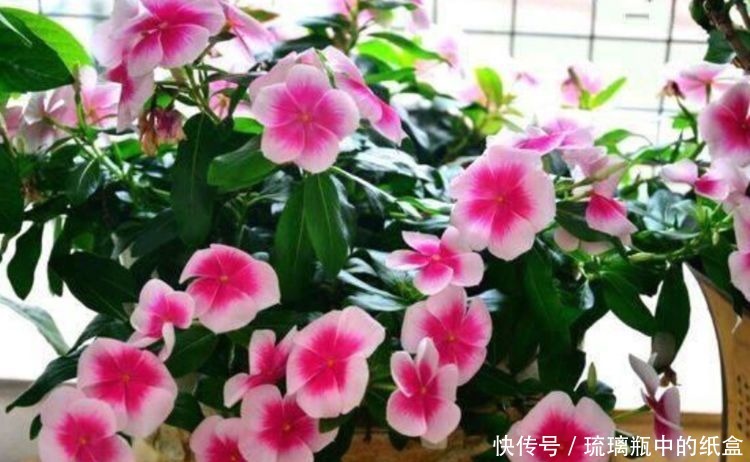 几种花好养又漂亮,花开妖艳开爆盆,开出一个大花球,好迷人!