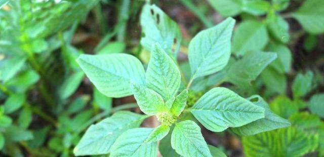  野苋菜|农村路边的野草，全身是宝，用根煲汤是一绝，健身祛病、润肤美容