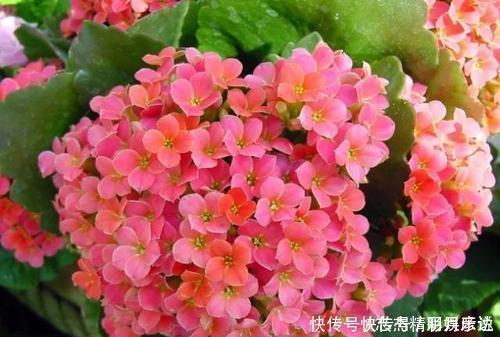 别再花钱买花肥，给花喝勺神仙水，四季油绿开花旺，施肥都省了