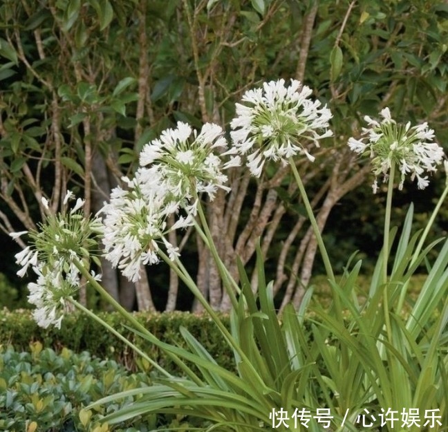 任何容器都能用来做花盆,请收好这30种美丽的花盆搭配设计