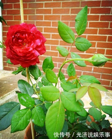 废油|给月季灌了点厨房里的废物,结果月季越长越好,花越开越美