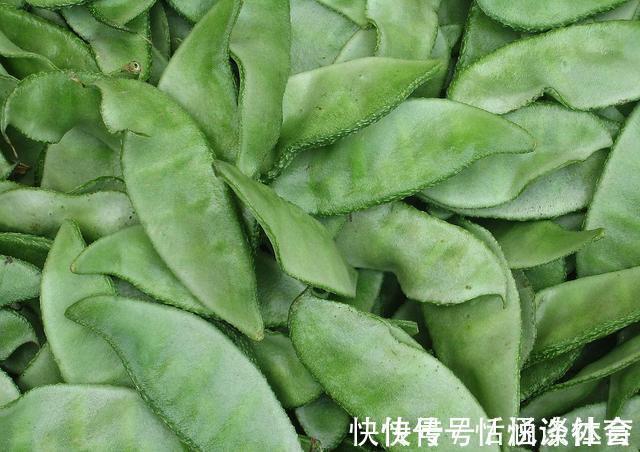 豆芽|8种不宜常吃的蔬菜,南瓜排最后,排首位的不少人或许天天吃