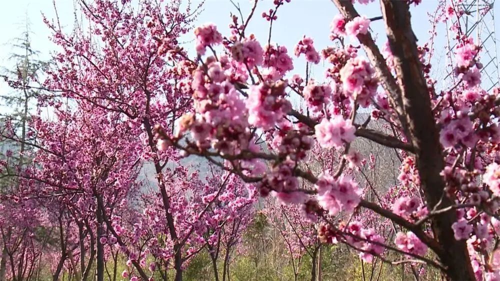 太平新城赏花地图新鲜来袭，一起看这“花花世界”