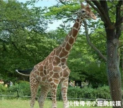 单词|这些令人不安的照片表明AI变聪明了!它在学习根据文字生成图片