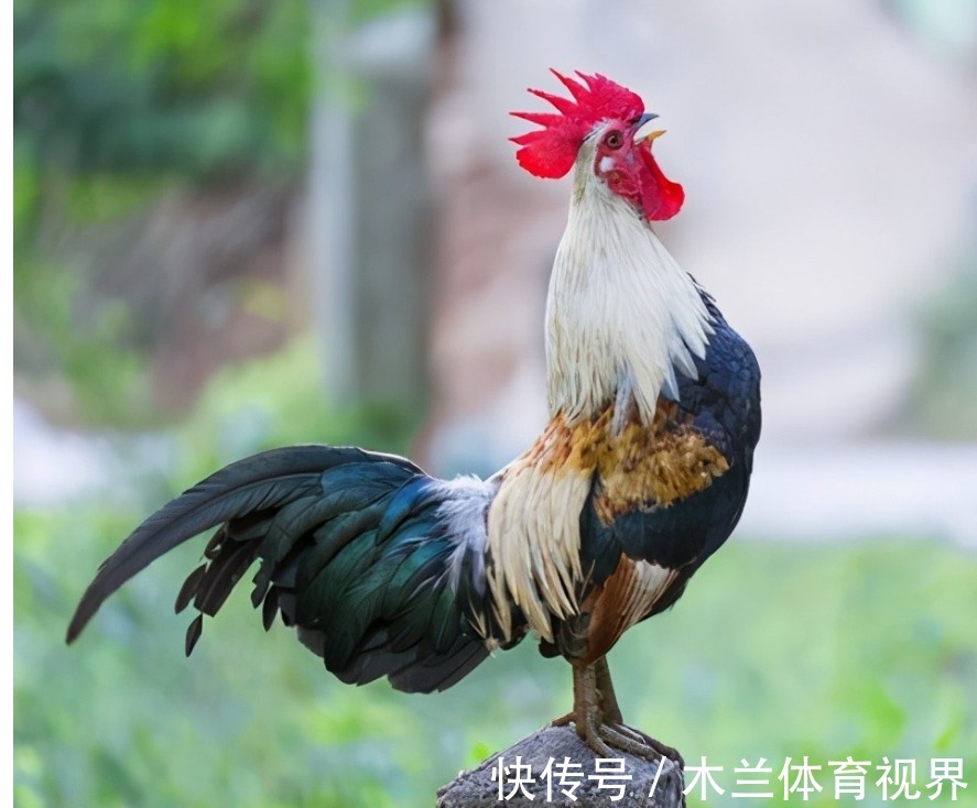 稀蛋白|明明无需公鸡存在,母鸡就能自行生蛋,公鸡有什么存在的必要么?