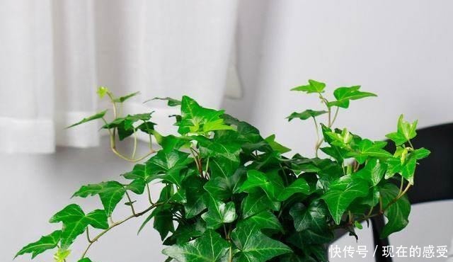 富贵竹|这四种过期药片可别扔了,兑水一浇,黄叶烂根都能治,花越长越旺!