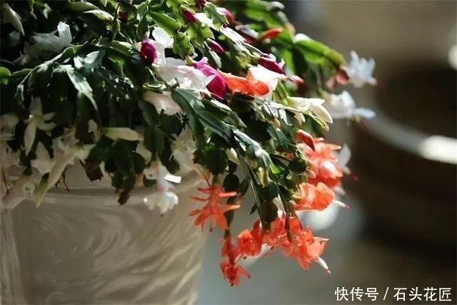 养分|蟹爪兰花苞“蔫不拉几”,这叫做“消苞”现象,有3个原因要知道