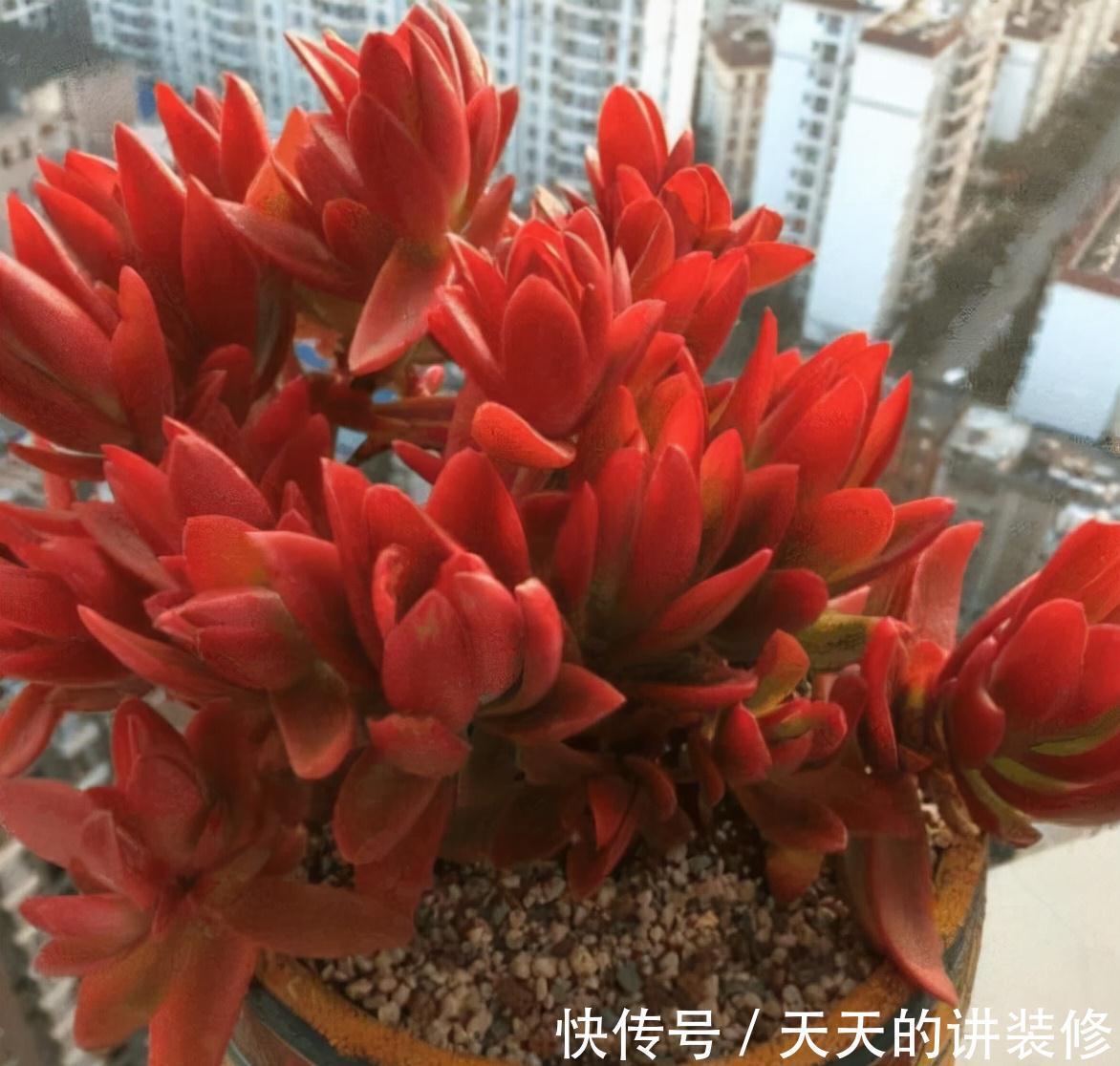 营养土|推荐几款皮实的多肉,不用花钱买营养土,路边的园土就能养出状态